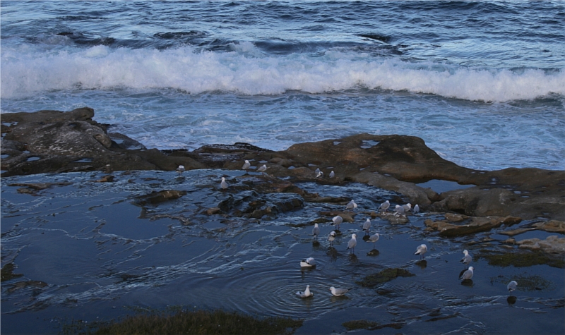 Seagulls playing in water