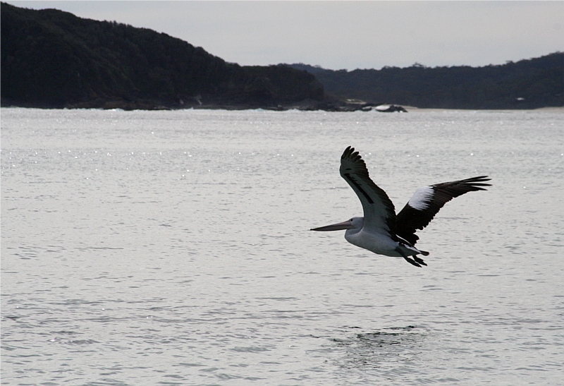 flying pelican