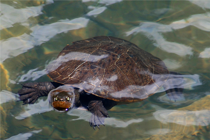 Turtle in lake Eacham