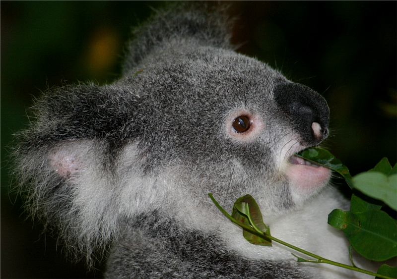 Australian Zoo - Koala