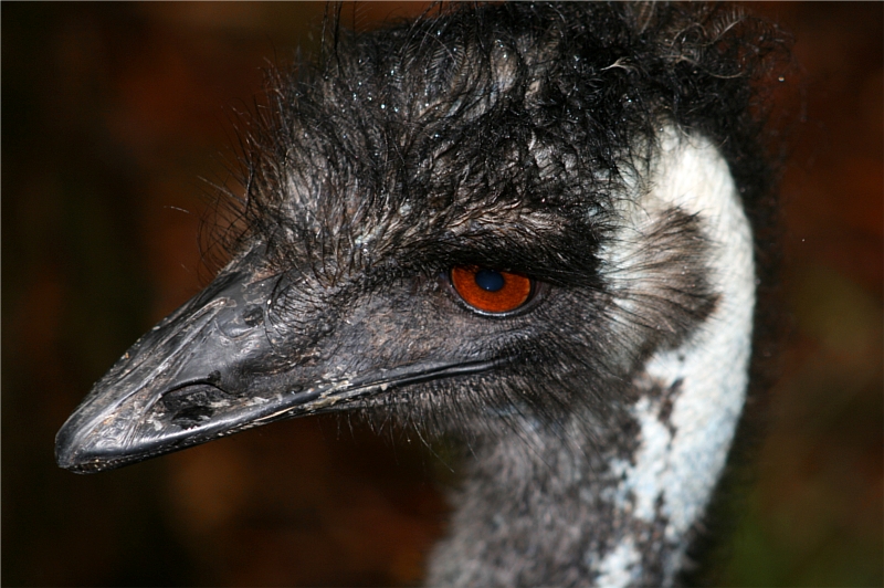 Australian Zoo - Emu