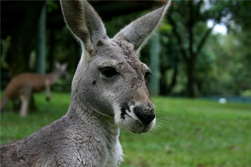 Australian Zoo - Grey Kangaroo
