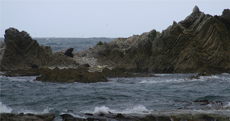 seals near Kaikura