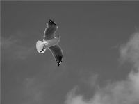 Seagull at Maroubra Beach