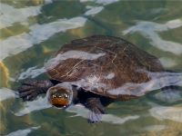Turtle in lake Eacham