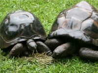 Australian Zoo - Turtles