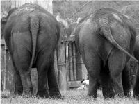 Australian Zoo - Elephants