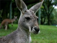 Australian Zoo - Grey Kangaroo