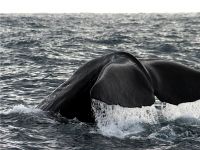 diving Sperm whale